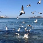 Avatar Tomás Ledezma